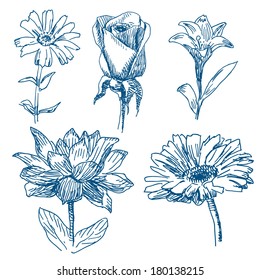 Different flowers drawings set isolated on white background 