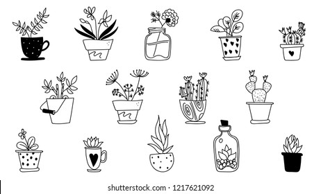 different flowers and pots