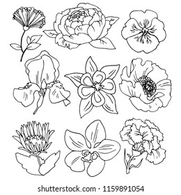 Different flowers vector set of line drawings for design and illustration.