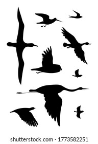 Different flying birds. Vector image silhouettes set.