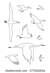 Different flying birds. Vector image line silhouettes set.