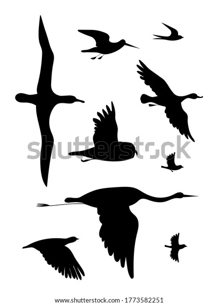 Different Flying Birds Vector Image Silhouettes Stock Vector (Royalty ...