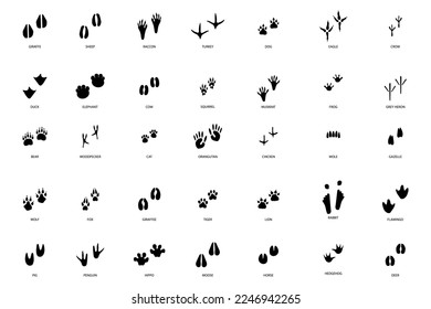 different footprint traces. footprint step traces animals. Vector illustration.