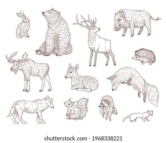 Different forest animals engraved illustrations set. Hand drawn vintage sketch of rabbit, bear, deer, hedgehog, fox, squirrel, raccoon isolated on white background. Nature, wildlife, animals concept