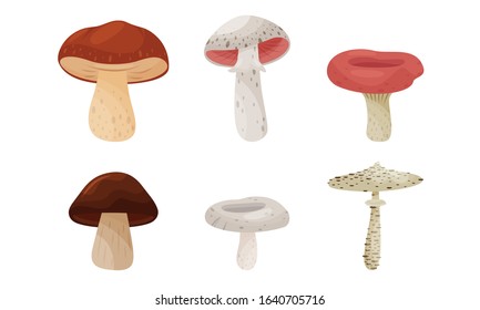 Different Forest Mushrooms Isolated on White Background Vector Set