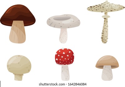 Different Forest Mushrooms Isolated on White Background Vector Set