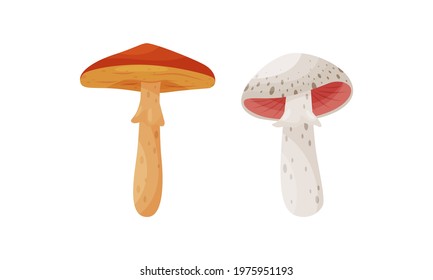 Different Forest Mushrooms with Stem and Cap Isolated on White Background Vector Set