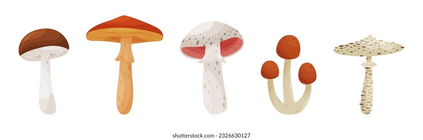 Different Forest Mushrooms with Stem and Cap Isolated on White Background Vector Set