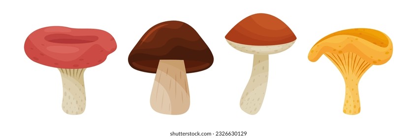 Different Forest Mushrooms with Stem and Cap Isolated on White Background Vector Set