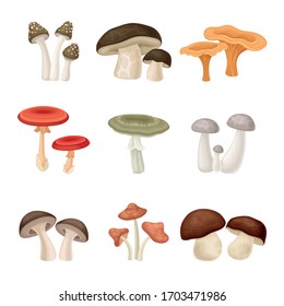 Different Forest Mushrooms or Toadstools with Stem and Cap Isolated on White Background Vector Set