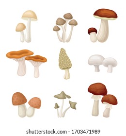 Different Forest Mushrooms or Toadstools with Stem and Cap Isolated on White Background Vector Set