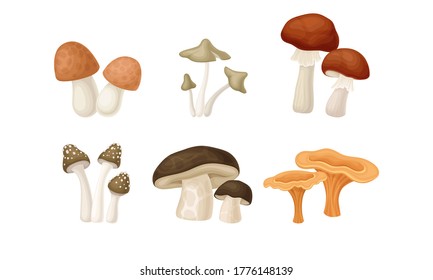 Different Forest Mushrooms or Toadstools with Stem and Cap Isolated on White Background Vector Set