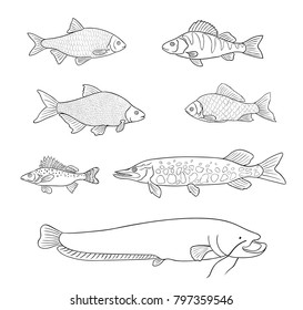 Different freshwater fish in outlines. Vector illustration. EPS8