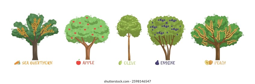 Different Fruit Trees Sorts with Names Vector Set