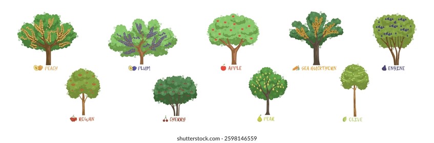 Different Fruit Trees Sorts with Names Vector Set