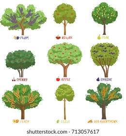 Different fruit trees sorts with names set, garden trees and berry bushes vector Illustrations