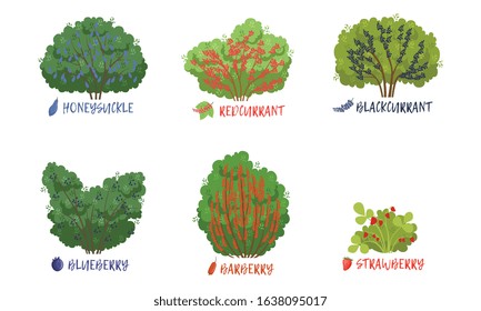 Different Garden Berry Shrubs and Fruit Trees Sorts with Names Collection, Strawberry, Redcurrant, Blueberry, Blackcurrant, Blackberry, Barberry Vector Illustration