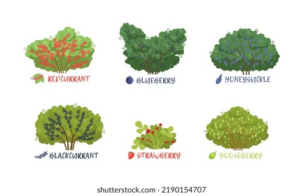 Different Garden Berry Shrubs Sort with Name Inscription Vector Set