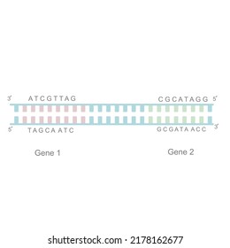 The Different Gene And DNA Sequence On The Genome To Transcribe Different Molecules