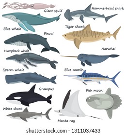 Different giant ocean dwellers color vector icons set. Flat design