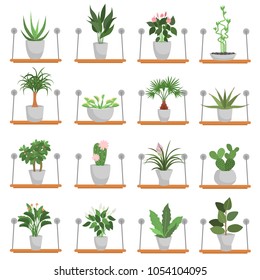 Different green homeplants standing on wooden shelves color flat icons set