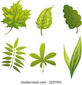 Different green leafs isolated on white