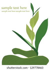 different green leaves on white background