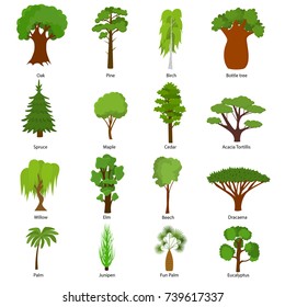 Different Green Tree Types and Name Include of Elm, Birch, Eucalyptus, Cedar, Dracaena, Oak and Pine Icons Set. Vector illustration of Various Type Wood