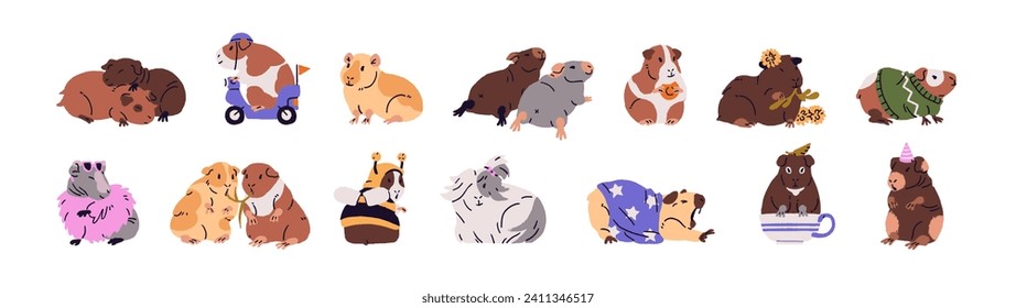 Different guinea pigs set. Cute domestic cavies posing in fashion clothes. Funny rodent couple hugs, rest. Small fluffy animals, amusing pet eating, yawns. Flat isolated vector illustration on white