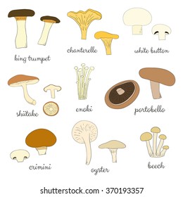 Different hand drawn edible mushrooms isolated on white background. King trumpet, chanterelle, button, shiitale, enoki, portobello, crimini, oyster, beech.