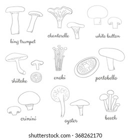 Different hand drawn outlined edible mushrooms isolated on white background. King trumpet, chanterelle, button, shiitale, enoki, portobello, crimini, oyster, beech.