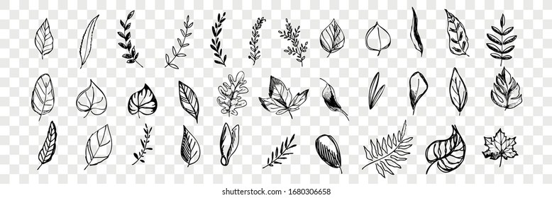 Different hand drawn tree leaves set collection. Pen or pencil, ink hand drawn tree leaves. Sketch of various form botanic elements isolated on transparent background. Vector illustration