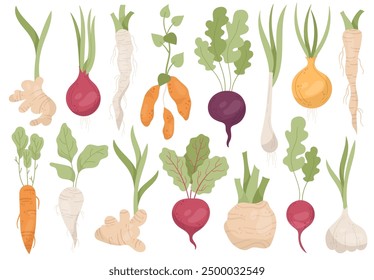 Diferentes hortalizas de raíz orgánicas saludables en subgrupos con hojas aisladas sobre fondo blanco. Remolacha, zanahoria, rábano, jengibre, apio, hierba de limón vitamina Ilustración vectorial alimentaria. Agricultura y cultivos