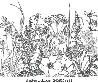 Different herbs in vintage style. Vector image