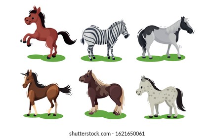 Different Horse Breeds Standing on the Ground Vector Set