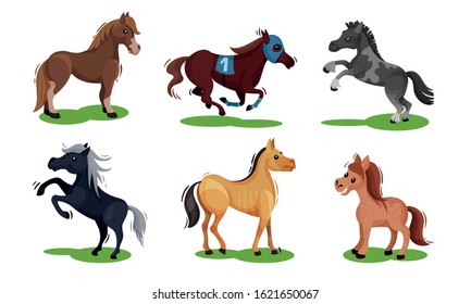 Different Horse Breeds Standing on the Ground Vector Set