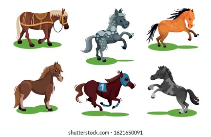 Different Horse Breeds Standing on the Ground Vector Set