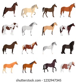 Different horses breeds color vector icons set. Flat design