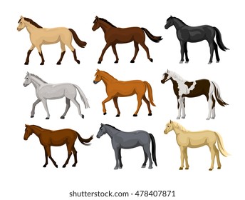 Different Horses Set in typical coat colors: black, chestnut, dapple grey, dun, bay, cream, buckskin, palomino, tobiano 