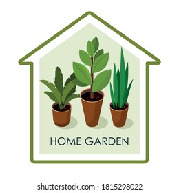 Different house plants with green leaves in pots. Home flowers. Vector