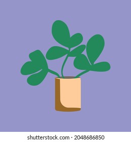 Different houseplants flat color vector objects 