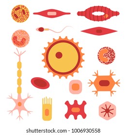 Different Human Cell Types Icon Set. Stock Vector Illustration Of Bone, Nerve, Epithelial, Muscle, Blood, Stem, Sperm And Oocyte. Medicine And Biology Collection