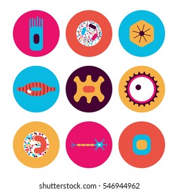 Different Human Cell Types Icon Set. Stock Vector Illustration Of Bone, Nerve, Epithelial, Muscle, Blood, Stem, Sperm And Oocyte In A Circle In Bright Colors. Medicine And Biology Collection