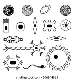 Different Human Cell Types Icon Set. Stock Vector Illustration Of Bone, Nerve, Epithelial, Muscle, Blood, Stem, Sperm And Oocyte In Black And White. Medicine And Biology Collection