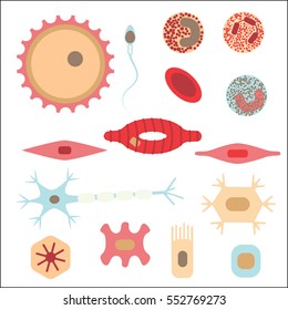 Different Human Cell Types Icon Set. Stock Vector Illustration Of Bone, Nerve, Epithelial, Muscle, Blood, Stem, Sperm And Oocyte. Medicine And Biology Collection