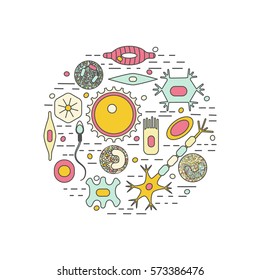 Different human cell types icon set. Stock vector illustration of bone, nerve, epithelial, muscle, blood, stem, sperm and oocyte in a circle. Medicine and biology collection