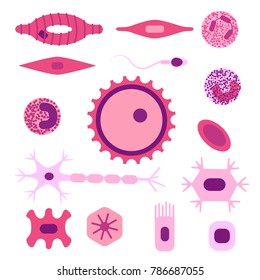 Different human cell types icon set. Stock vector illustration of bone, nerve, epithelial, muscle, blood, stem, sperm and oocyte. Medicine and biology collection
