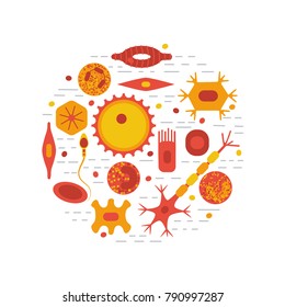 Different human cell types icon set. Stock vector illustration of bone, nerve, epithelial, muscle, blood, stem, sperm and oocyte. Medicine and biology collection