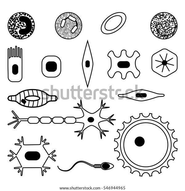 異なる人間のセルタイプのアイコンセット 白黒の骨 神経 上皮 筋肉 血液 茎 精子 卵細胞のストックベクターイラスト 医学 生物学コレクション のベクター画像素材 ロイヤリティフリー