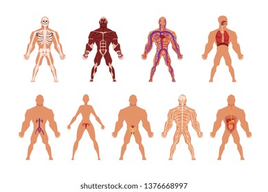 Different human organ system set, muscular, circulatory, respiratory, nervous, digestive, excretory, sexual systems vector Illustrations